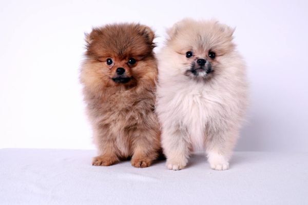 Pomerania cuccioli pomeraniacuccioli1.jpg