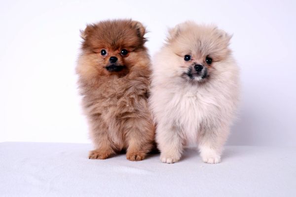 Pomerania cuccioli pomeraniacuccioli12.jpg