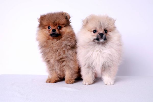 Pomerania cuccioli pomeraniacuccioli123.jpg