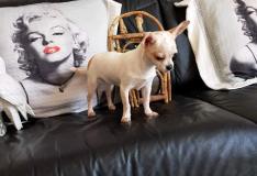 chihuahua femmina pelo raso bianco arancio mini 6 mesi chihuahuafemminapelorasobiancoaranciomini6mesi12.jpg