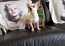 chihuahua femmina pelo raso bianco arancio mini 6 mesi chihuahuafemminapelorasobiancoaranciomini6mesi123.jpg