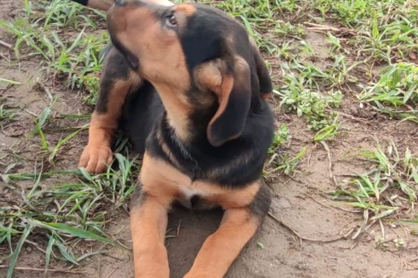 Cuccioli 3 mesi futura taglia media cuccioli3mesifuturatagliamedia-646621ff369d9.jpg