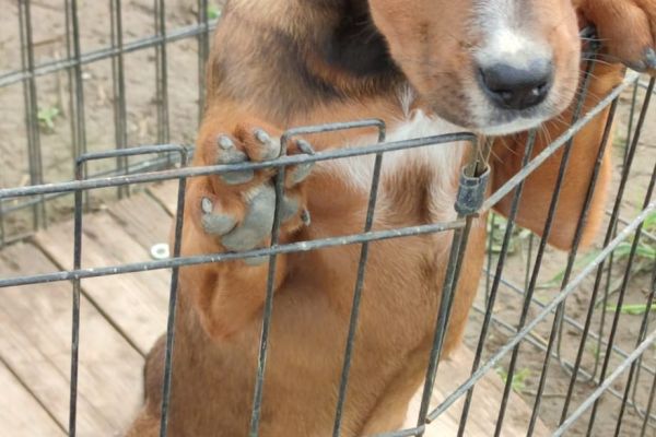 Cuccioli 3 mesi futura taglia media cuccioli3mesifuturatagliamedia-64662202189ab.jpg