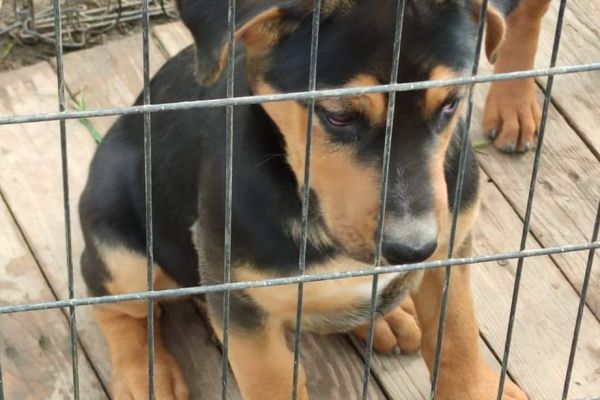 Cuccioli 3 mesi futura taglia media cuccioli3mesifuturatagliamedia-6466220c89e33.jpg