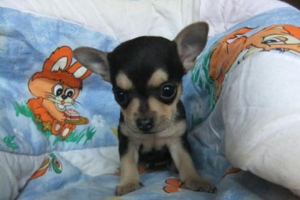 Chihuahua toy deliziosi chihuahuatoydeliziosi12.jpg