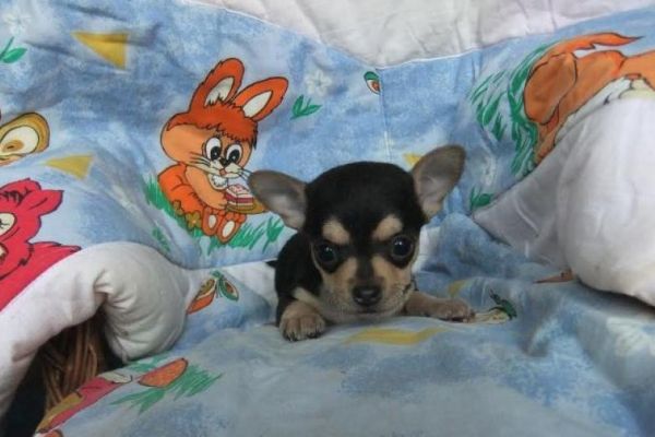 Chihuahua toy deliziosi chihuahuatoydeliziosi123.jpg