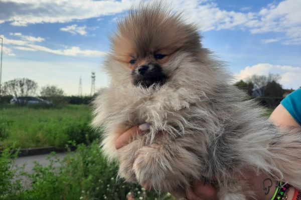 Cucciola Spitz Nano di Pomerania cucciolaspitznanodipomerania12.jpg