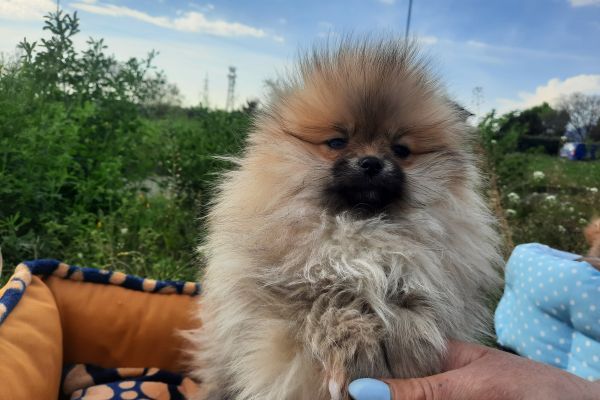 Cucciola Spitz Nano di Pomerania cucciolaspitznanodipomerania1234.jpg