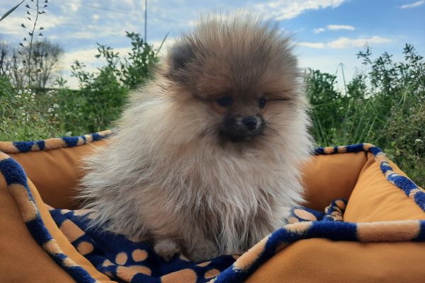 Cucciola Spitz Nano di Pomerania cucciolaspitznanodipomerania123456.jpg