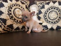 Chihuahua femmina blu Chihuahuafemminablu123.jpg