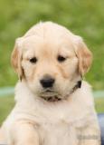 cuccioli di golden retriever cucciolidigoldenretriever.jpg