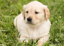 cuccioli di golden retriever cucciolidigoldenretriever123.jpg