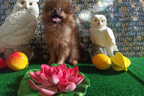 Spitz di Pomerania maschio mini spitzdipomeraniamaschiomini.jpg