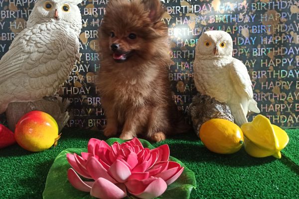 Spitz di Pomerania maschio mini spitzdipomeraniamaschiomini1.jpg