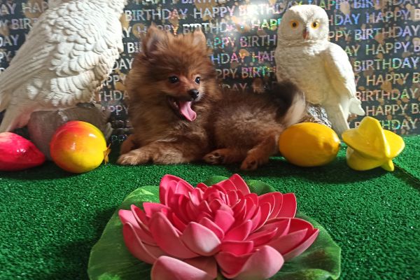 Spitz di Pomerania maschio mini spitzdipomeraniamaschiomini12.jpg