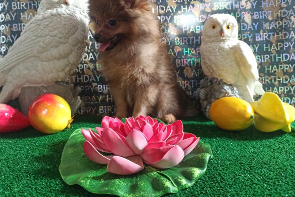 Spitz di Pomerania maschio mini spitzdipomeraniamaschiomini123.jpg