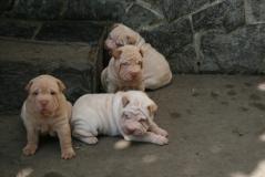 Shar-pei cuccioli Sharpeicuccioli1.jpg