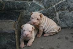 Shar-pei cuccioli Sharpeicuccioli12.jpg