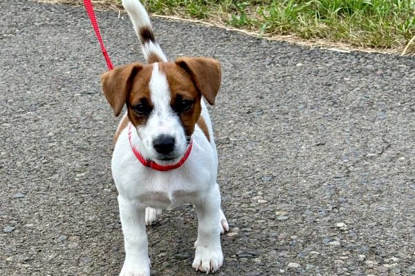 Jack Russel femmina 4 mesi con pedigree jackrusselfemmina4mesiconpedig1.jpeg