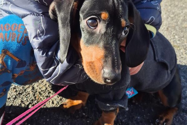 Cucciola di bassotto 5 mesi cuccioladibassotto5mesi.jpeg