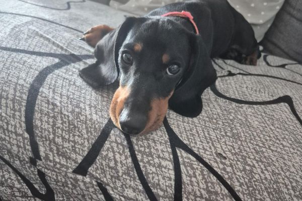 Cucciola di bassotto 5 mesi cuccioladibassotto5mesi1.jpeg
