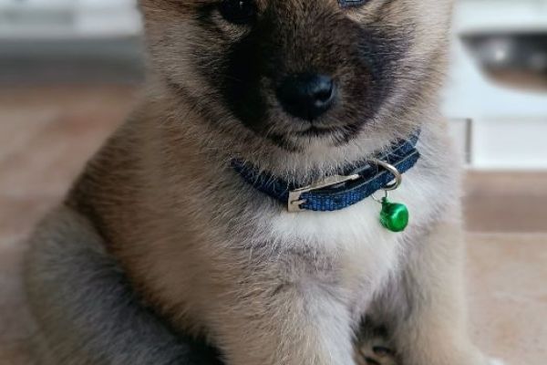 Shiba Inu cuccioli shibainucuccioli123.jpg