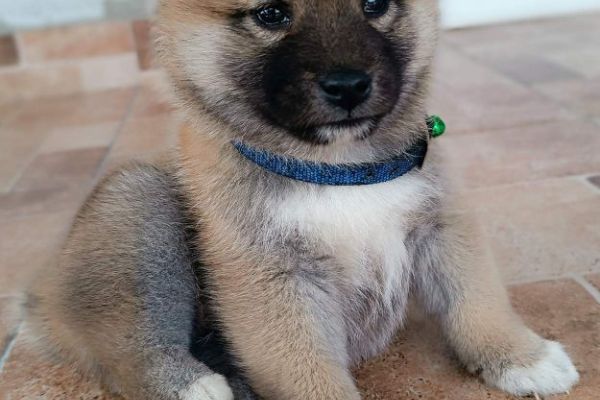 Shiba Inu cuccioli shibainucuccioli12345.jpg