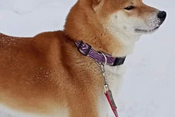 Shiba Inu cuccioli shibainucuccioli12345678.jpg