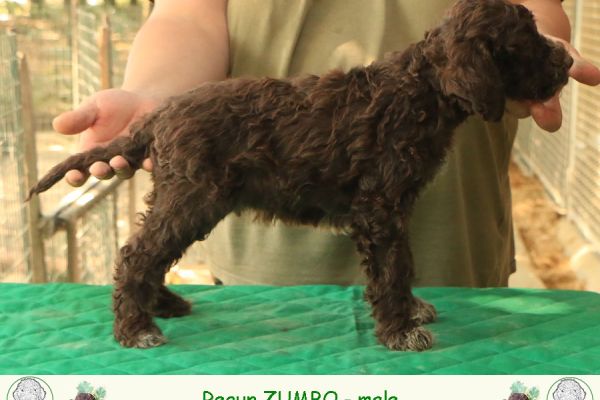 Lagotto romagnolo lagottoromagnolo.jpg