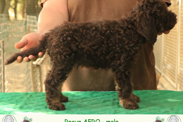 Lagotto romagnolo lagottoromagnolo12.jpg