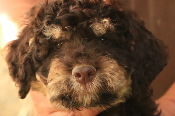 Lagotto romagnolo lagottoromagnolo12345.jpg