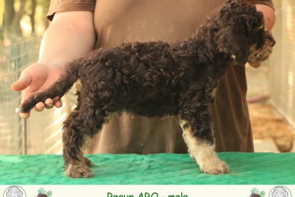 Lagotto romagnolo lagottoromagnolo123456.jpg