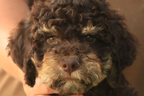 Lagotto romagnolo lagottoromagnolo1234567.jpg