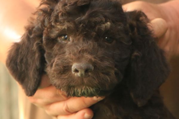 Lagotto romagnolo lagottoromagnolo123456789.jpg