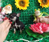 Chihuahua femmina nero focato dimensione tea cup Chihuahuafemminanerofocatodimensioneteacup.jpg