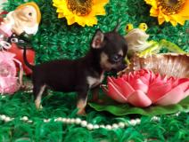 Chihuahua femmina nero focato dimensione tea cup Chihuahuafemminanerofocatodimensioneteacup1.jpg