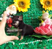 Chihuahua femmina nero focato dimensione tea cup Chihuahuafemminanerofocatodimensioneteacup12.jpg