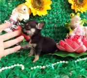 Chihuahua femmina nero focato dimensione tea cup Chihuahuafemminanerofocatodimensioneteacup123.jpg