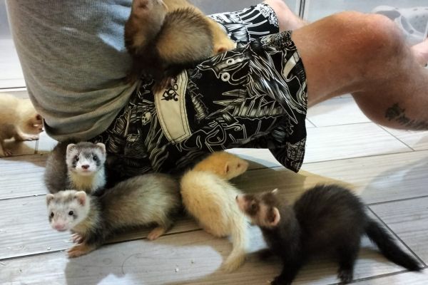 Furetto/ferret furettoferret.jpg