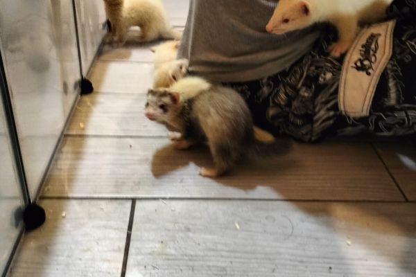 Furetto/ferret furettoferret12.jpg