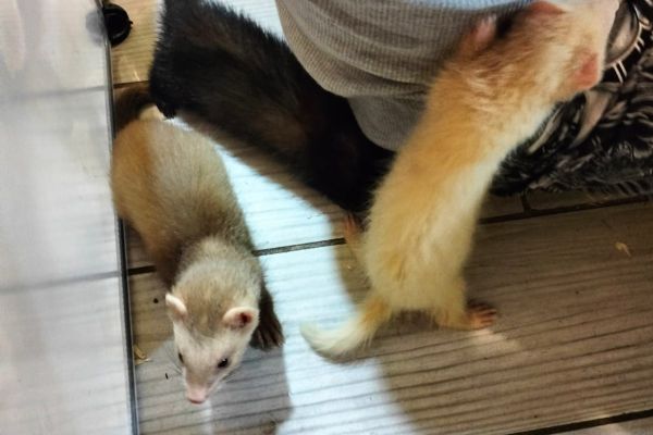 Furetto/ferret furettoferret12345.jpg