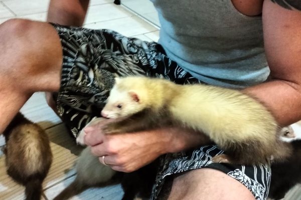 Furetto/ferret furettoferret1234567.jpg