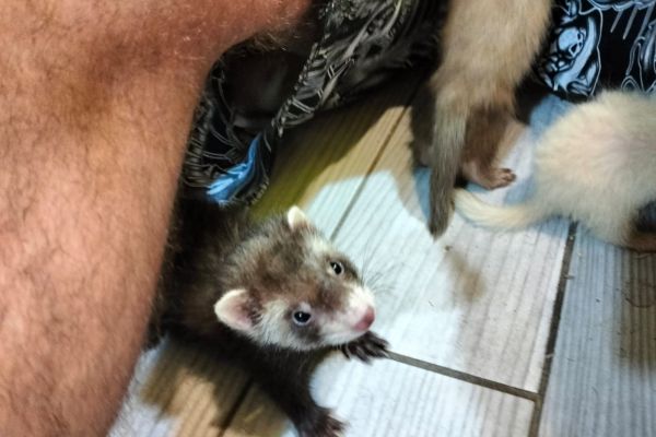 Furetto/ferret furettoferret12345678.jpg