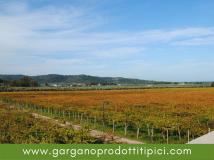 I Vini del Gargano | Tenute Cantine Cimaglia Vieste IVinidelGarganoTenuteCantineCimagliaVieste123.jpg