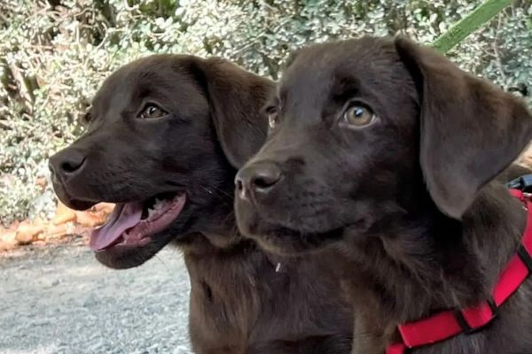 Labrador retriever cuccioli cioccolato labradorretrievercuccioliciocc-632daca9621b5.jpg