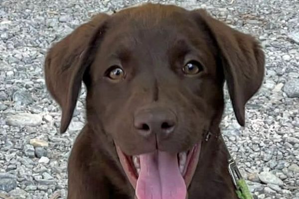 Labrador retriever cuccioli cioccolato labradorretrievercuccioliciocc.jpg