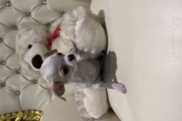 Chihuahua toy chihuahuatoy1.jpeg