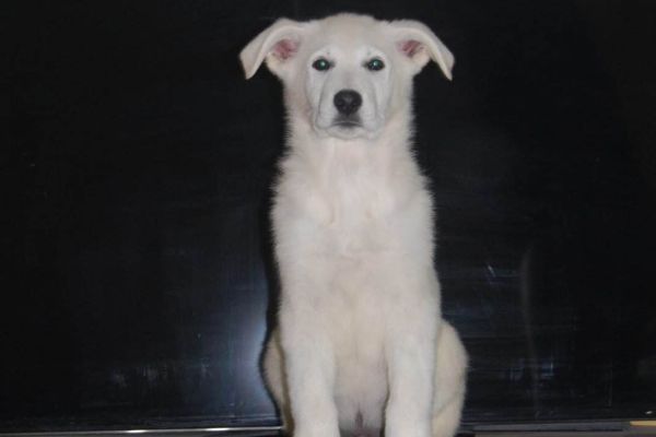 Pastore Svizzero Bianco BELLISSIMI cuccioli pastoresvizzerobiancobellissim1234.jpg