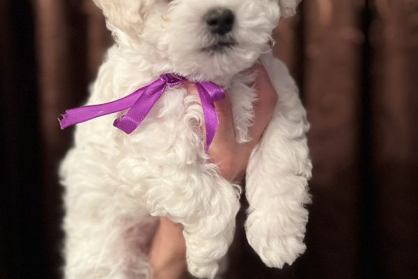 Bichon Frise cuccioli bichonfrisecuccioli1.jpg