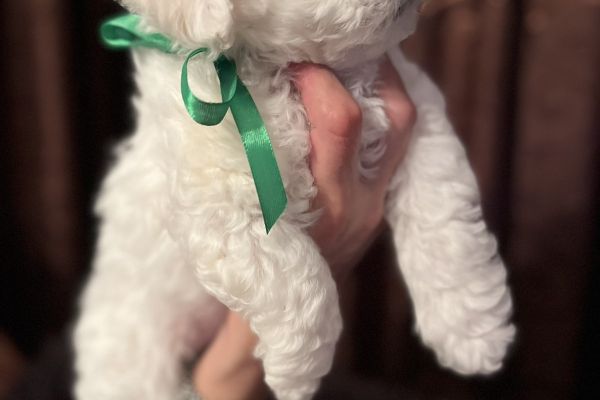 Bichon Frise cuccioli bichonfrisecuccioli123.jpg